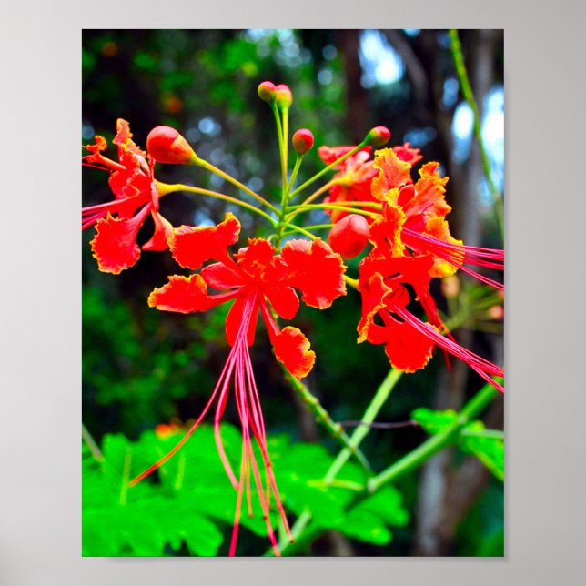 Affiche Pride of Barbados Stretched Canvas Print (Devant)