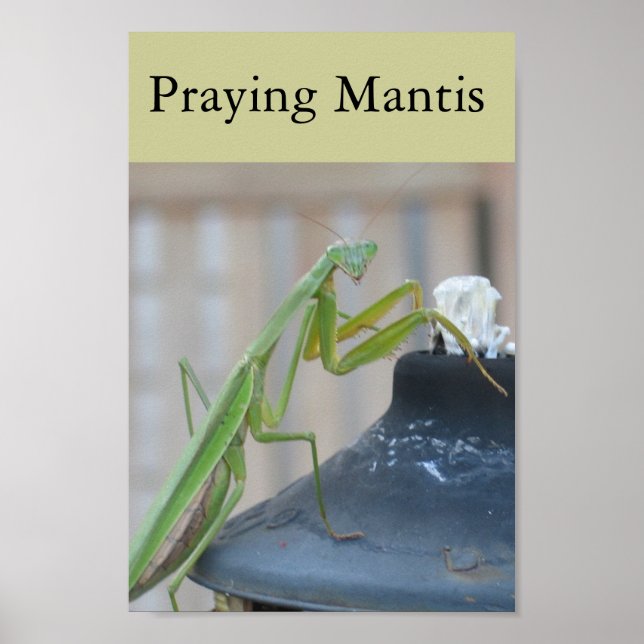 Affiche Prier Mantis (Devant)