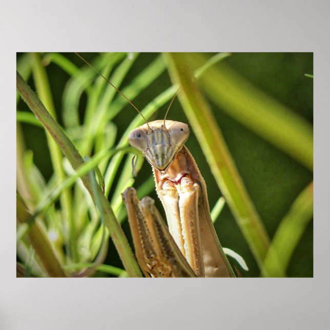 Affiche Prier Mantis (Devant)