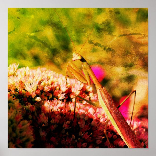 Affiche Prier Mantis Sur Sedum Fleur Abstrait Grunge (Devant)