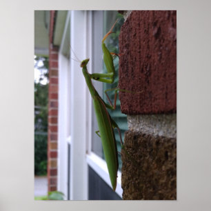 Affiche Priez Mantis sur mur de briques