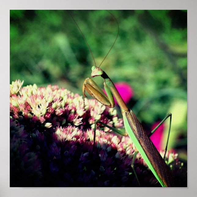 Affiche Priez Mantis Sur Sedum Flower Close Up (Devant)