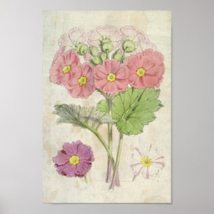 Affiche Primrose chinoise vintage de Carmine Botanique