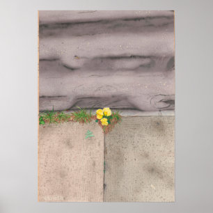 Affiche Primrose du Pavé