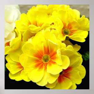 Affiche Primula jaune au printemps