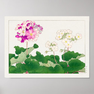 Affiche Primula par Tanigami Konan