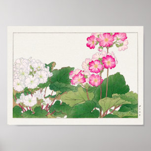 Affiche Primula par Tanigami Konan