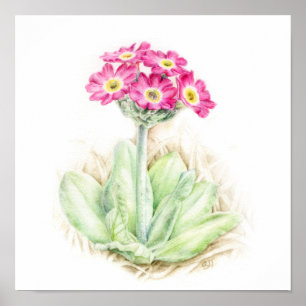 Affiche Primula scotia alpine plante aquarelle art