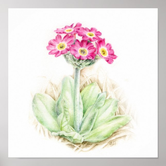 Affiche Primula scotia alpine plante aquarelle art (Devant)