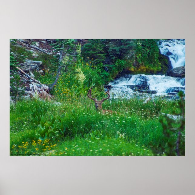 Affiche Prince de la Forêt (Devant)