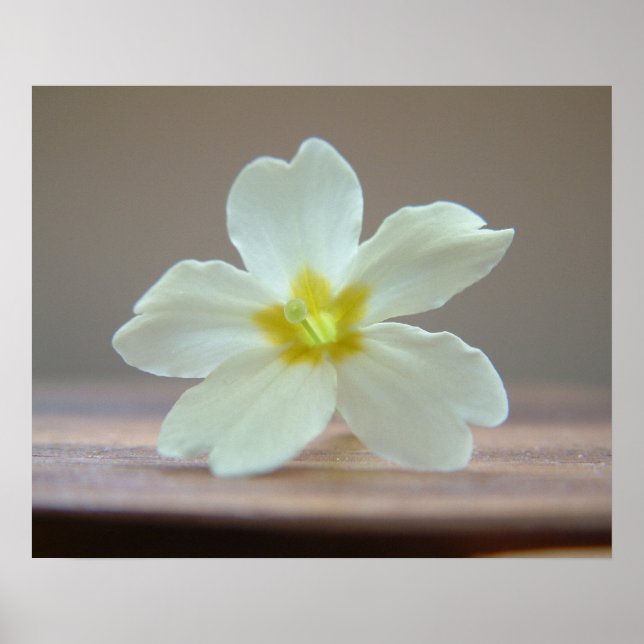 Affiche Prinrose (Devant)