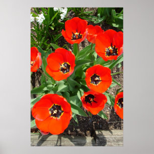 Affiche Printemps