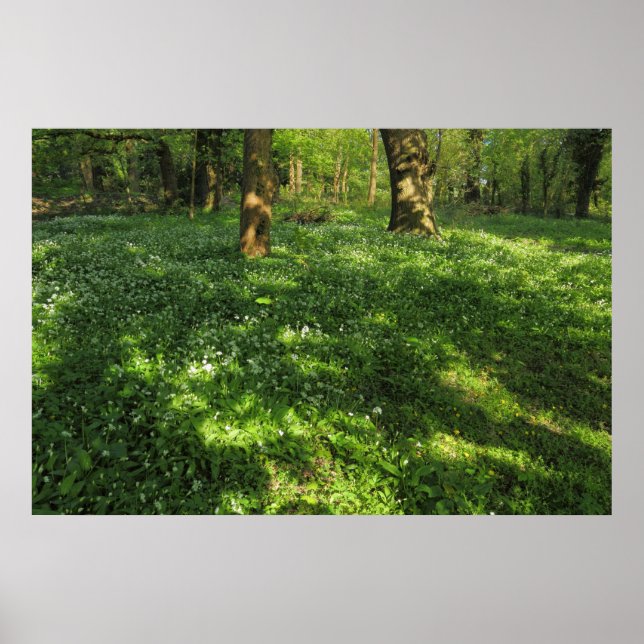 Affiche Printemps dans les bois (Devant)