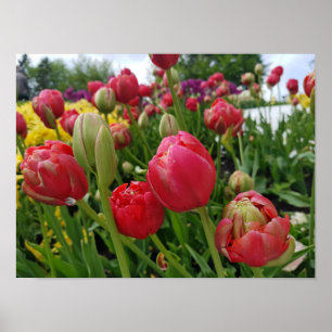Affiche Printemps des Tulipes rouges