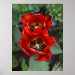 Affiche Printemps éveil, Tulipes