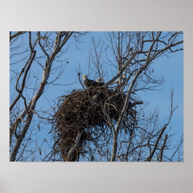 Affiche Problème de double aigle (Devant)