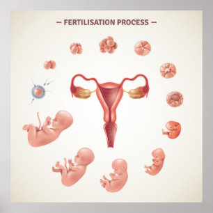 Affiche Processus de fertilisation humaine