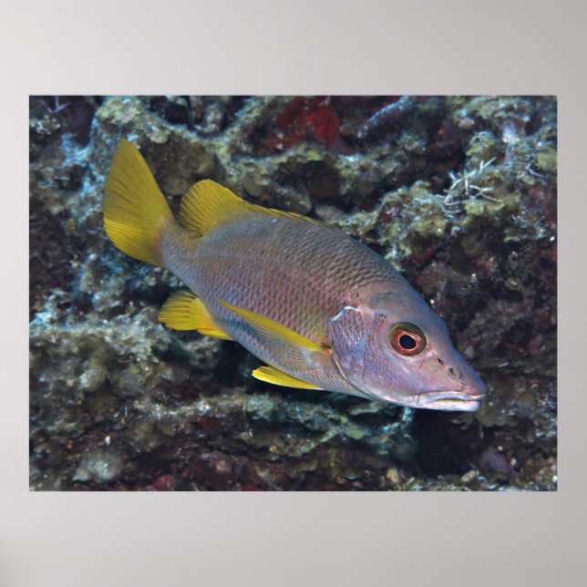 Affiche Professeur (Devant)