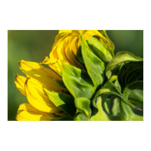 Affiche - Profil arrière de tournesol