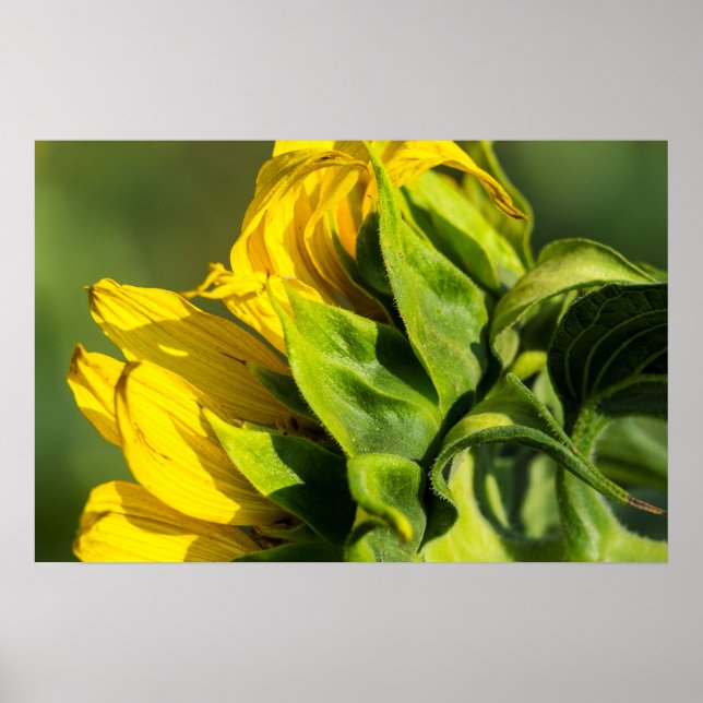 Affiche - Profil arrière de tournesol (Devant)