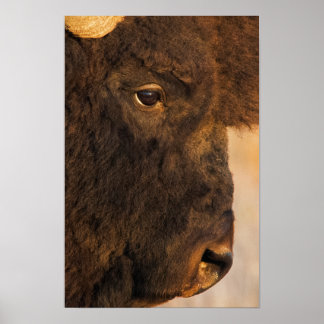 Affiche Profil de bison