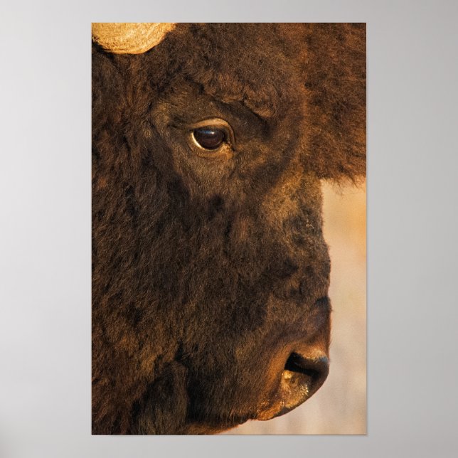 Affiche Profil de bison (Devant)