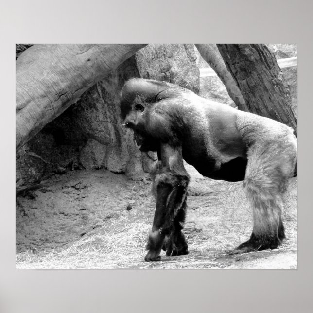 Affiche Profil de Gorilla masculin en noir et blanc (Devant)