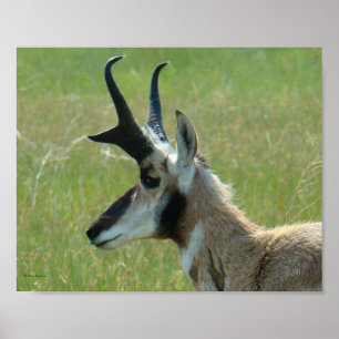 Affiche Profil de tête de grand buck d'antilope à fourche 