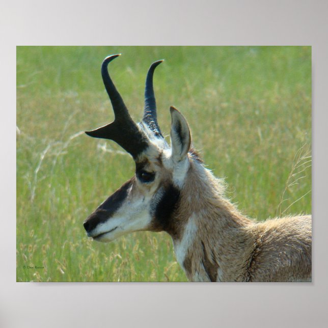 Affiche Profil de tête de grand buck d'antilope à fourche  (Devant)
