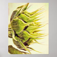 Profil de tournesol Photographie Imprimer