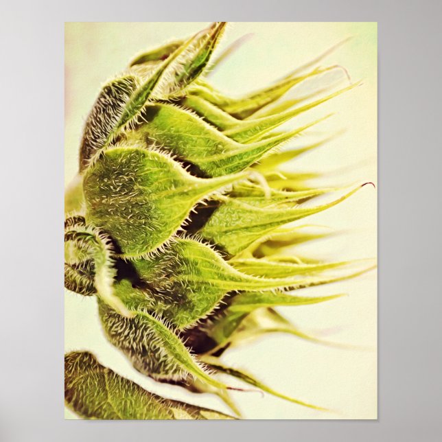 Affiche Profil de tournesol Photographie Imprimer (Devant)