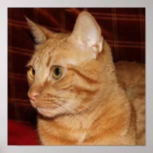 Affiche Profil de visage de chat Tabou orange