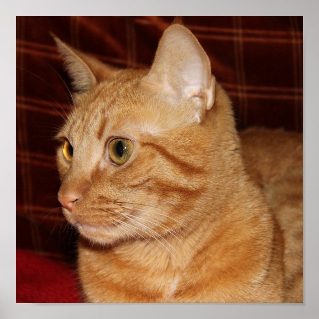 Affiche Profil de visage de chat Tabou orange (Devant)