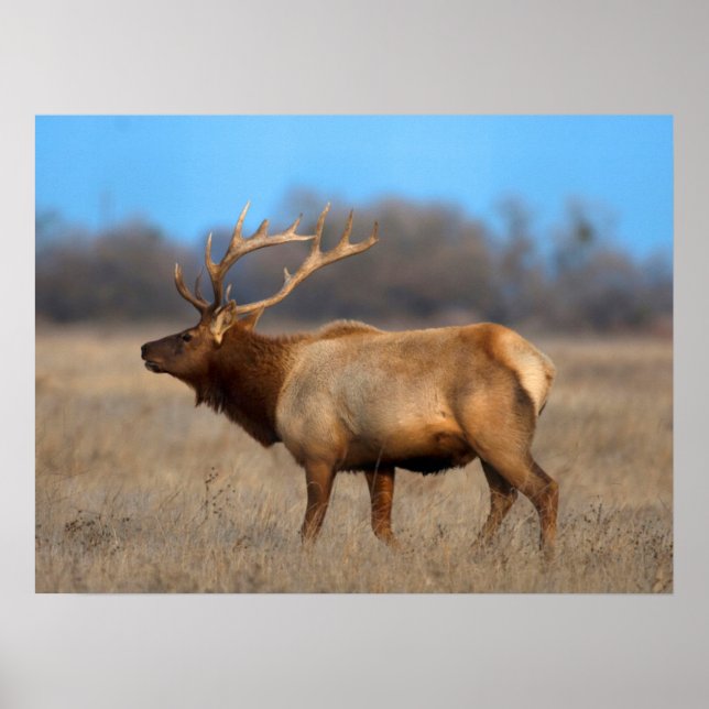 Affiche Profil d'Elk à l'automne (Devant)