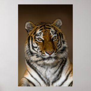 Affiche Profil Tiger