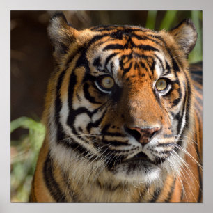 Affiche Profil Tiger