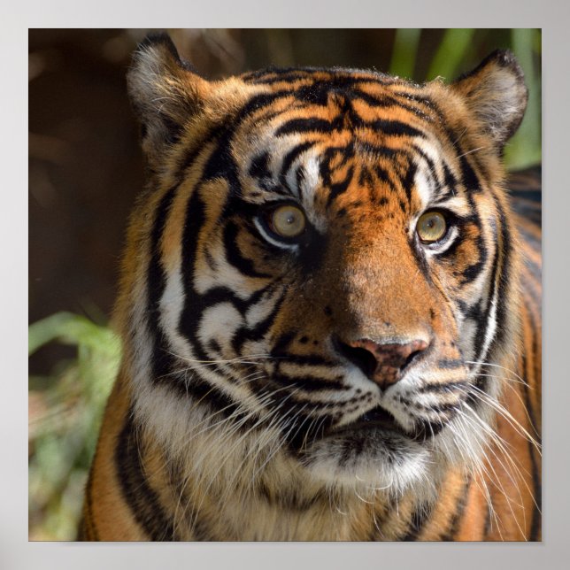 Affiche Profil Tiger (Devant)