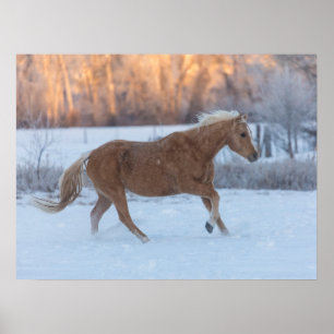 Affiche Promenade à cheval en hiver sur Hideout Ranch