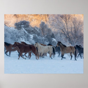 Affiche Promenade à cheval en hiver sur Hideout Ranch