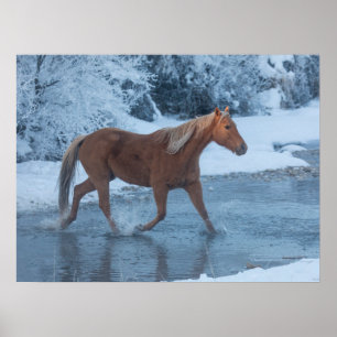 Affiche Promenade à cheval en hiver sur la piste Hideout