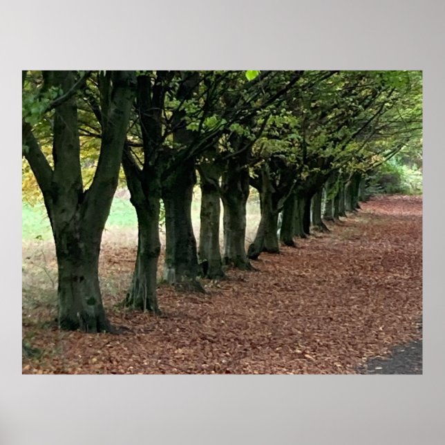 Affiche Promenade dans les bois  (Devant)