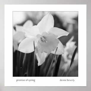 Affiche promesse daffodil jonquil printemps noir et blanc
