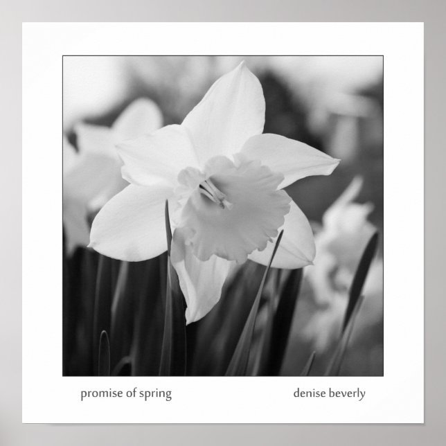 Affiche promesse daffodil jonquil printemps noir et blanc (Devant)