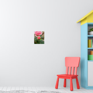 Affiche Promesse de rose épanouie : La rose qui s'épanouit