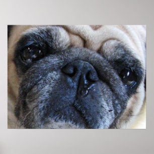 Affiche Prompt rétablissement Pug chien malade