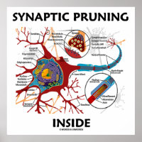 Pronciation synaptique à l'intérieur du neurone Sy