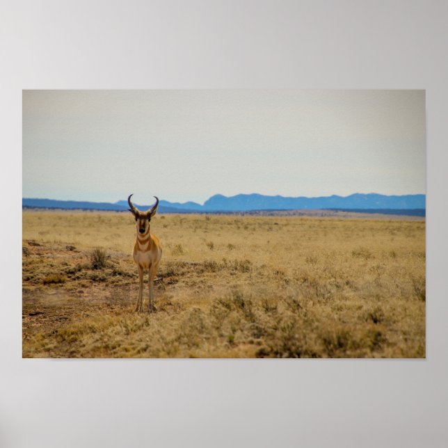 Affiche Pronghorn (Devant)