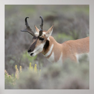 Affiche Pronghorn Antelope Buck Grand Tétons