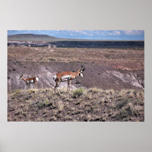 Affiche Pronghorn Sheep