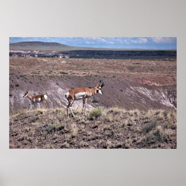 Affiche Pronghorn Sheep (Devant)